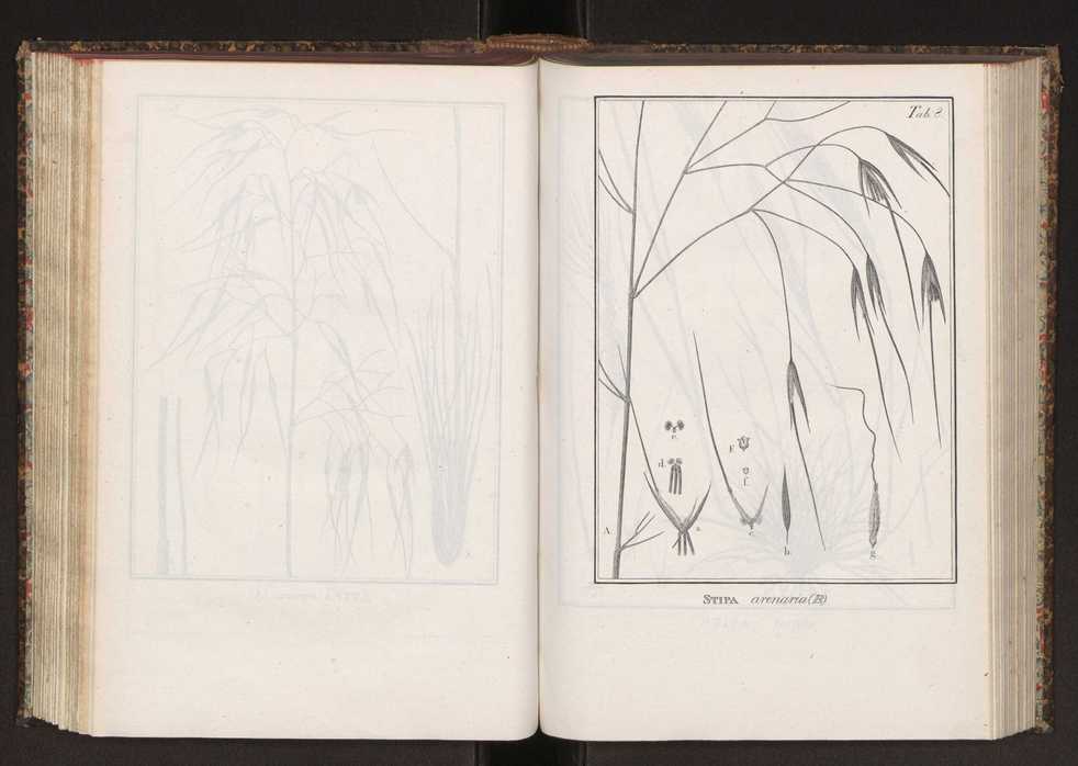 Phytographia lusitaniae selectior, seu novarum rariorum, et aliarum minus cognitarum stirpium, quae in Lusitania sponte' veniunt, ejusdemque floram spectant, descriptiones iconibus illustratae. Vol. 2 141