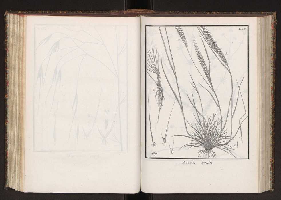 Phytographia lusitaniae selectior, seu novarum rariorum, et aliarum minus cognitarum stirpium, quae in Lusitania sponte' veniunt, ejusdemque floram spectant, descriptiones iconibus illustratae. Vol. 2 142