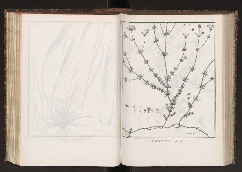 Phytographia lusitaniae selectior, seu novarum rariorum, et aliarum minus cognitarum stirpium, quae in Lusitania sponte' veniunt, ejusdemque floram spectant, descriptiones iconibus illustratae. Vol. 2 143