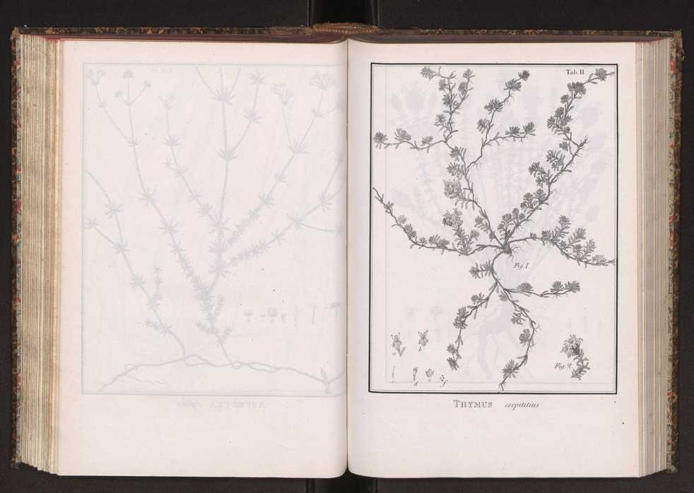 Phytographia lusitaniae selectior, seu novarum rariorum, et aliarum minus cognitarum stirpium, quae in Lusitania sponte' veniunt, ejusdemque floram spectant, descriptiones iconibus illustratae. Vol. 2 144