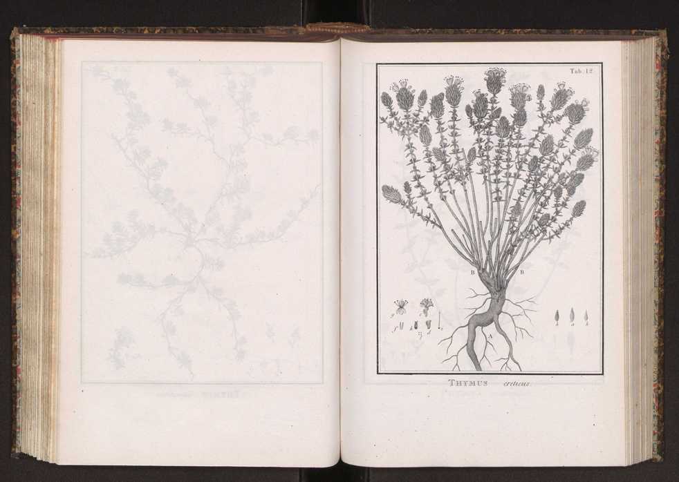 Phytographia lusitaniae selectior, seu novarum rariorum, et aliarum minus cognitarum stirpium, quae in Lusitania sponte' veniunt, ejusdemque floram spectant, descriptiones iconibus illustratae. Vol. 2 145