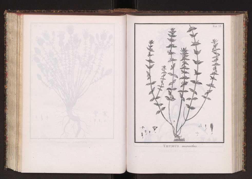 Phytographia lusitaniae selectior, seu novarum rariorum, et aliarum minus cognitarum stirpium, quae in Lusitania sponte' veniunt, ejusdemque floram spectant, descriptiones iconibus illustratae. Vol. 2 146