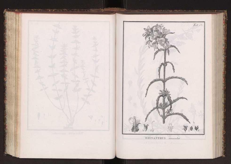 Phytographia lusitaniae selectior, seu novarum rariorum, et aliarum minus cognitarum stirpium, quae in Lusitania sponte' veniunt, ejusdemque floram spectant, descriptiones iconibus illustratae. Vol. 2 147