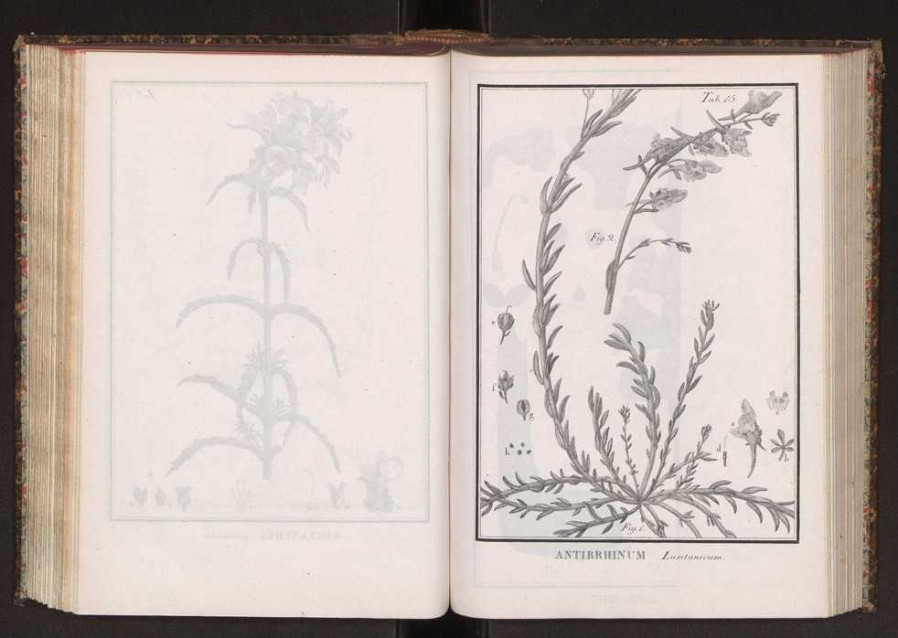 Phytographia lusitaniae selectior, seu novarum rariorum, et aliarum minus cognitarum stirpium, quae in Lusitania sponte' veniunt, ejusdemque floram spectant, descriptiones iconibus illustratae. Vol. 2 148