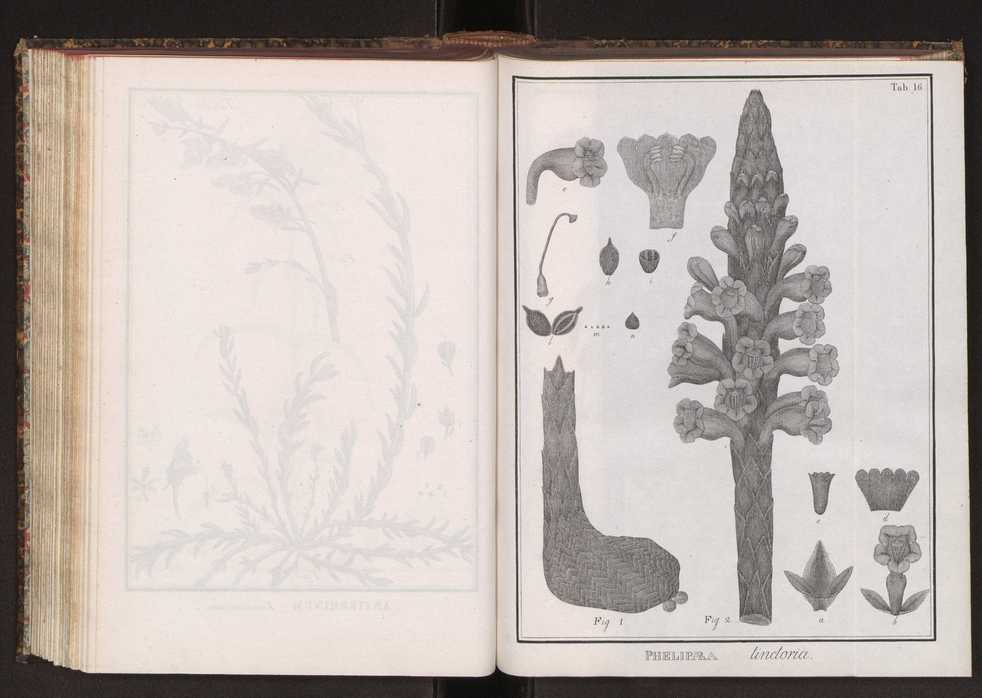 Phytographia lusitaniae selectior, seu novarum rariorum, et aliarum minus cognitarum stirpium, quae in Lusitania sponte' veniunt, ejusdemque floram spectant, descriptiones iconibus illustratae. Vol. 2 149