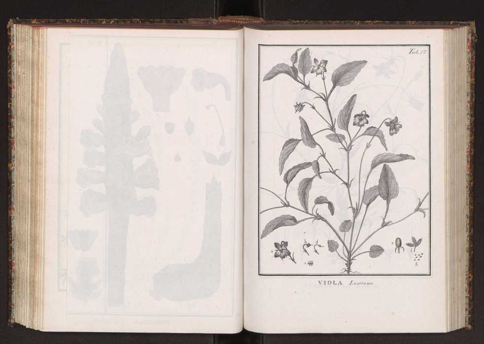 Phytographia lusitaniae selectior, seu novarum rariorum, et aliarum minus cognitarum stirpium, quae in Lusitania sponte' veniunt, ejusdemque floram spectant, descriptiones iconibus illustratae. Vol. 2 150
