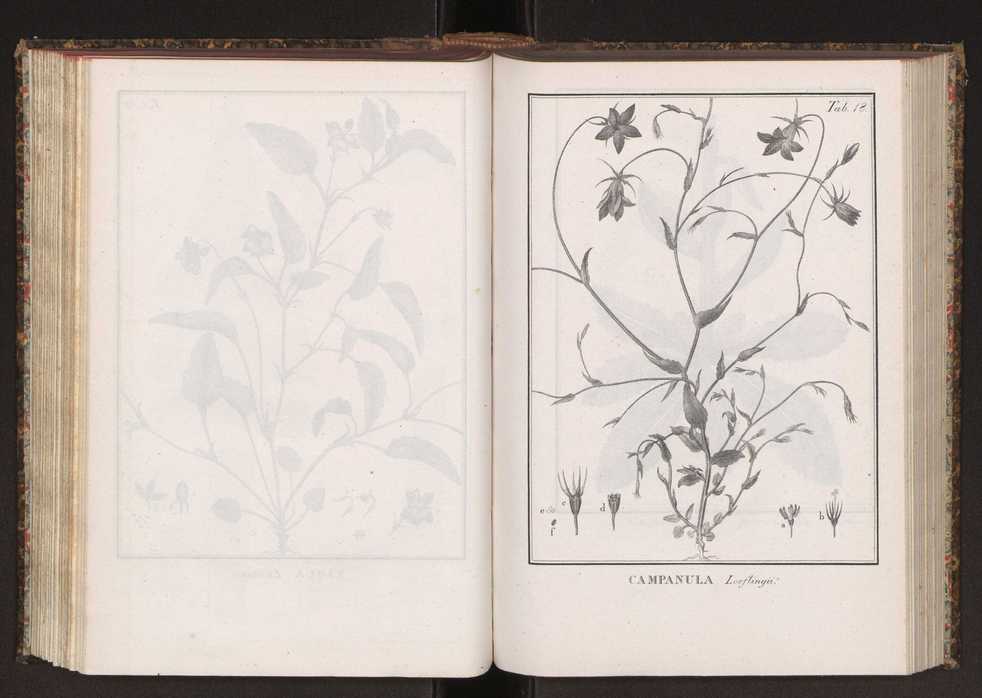 Phytographia lusitaniae selectior, seu novarum rariorum, et aliarum minus cognitarum stirpium, quae in Lusitania sponte' veniunt, ejusdemque floram spectant, descriptiones iconibus illustratae. Vol. 2 151