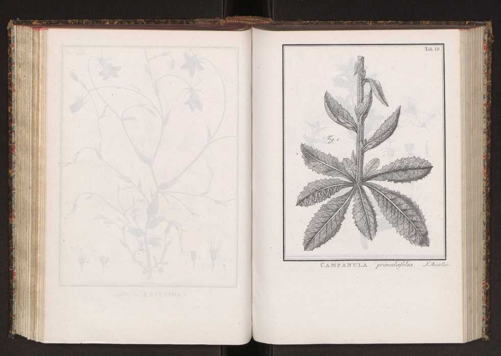 Phytographia lusitaniae selectior, seu novarum rariorum, et aliarum minus cognitarum stirpium, quae in Lusitania sponte' veniunt, ejusdemque floram spectant, descriptiones iconibus illustratae. Vol. 2 152