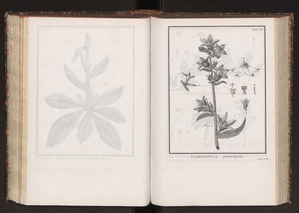 Phytographia lusitaniae selectior, seu novarum rariorum, et aliarum minus cognitarum stirpium, quae in Lusitania sponte' veniunt, ejusdemque floram spectant, descriptiones iconibus illustratae. Vol. 2 153