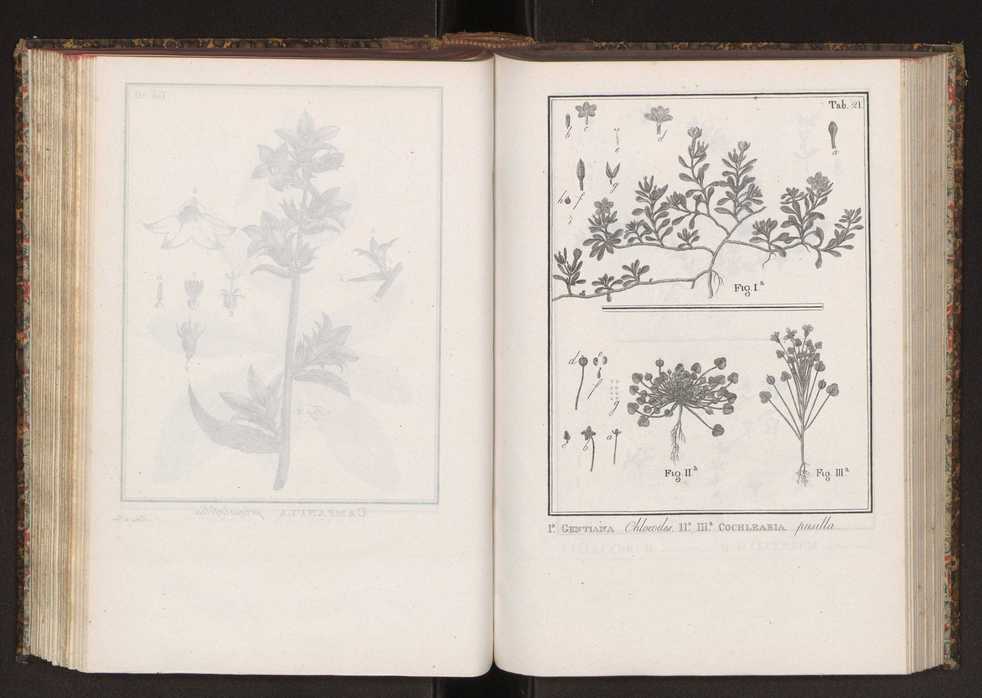 Phytographia lusitaniae selectior, seu novarum rariorum, et aliarum minus cognitarum stirpium, quae in Lusitania sponte' veniunt, ejusdemque floram spectant, descriptiones iconibus illustratae. Vol. 2 154