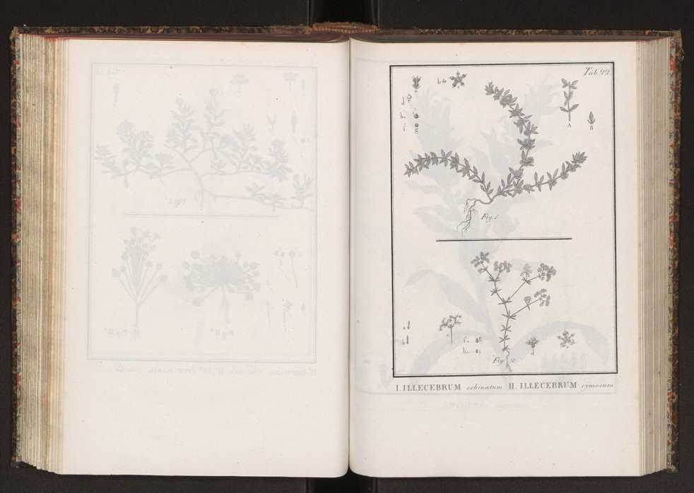 Phytographia lusitaniae selectior, seu novarum rariorum, et aliarum minus cognitarum stirpium, quae in Lusitania sponte' veniunt, ejusdemque floram spectant, descriptiones iconibus illustratae. Vol. 2 155