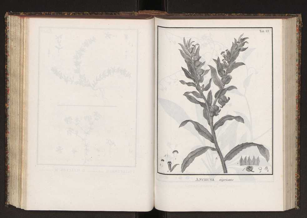 Phytographia lusitaniae selectior, seu novarum rariorum, et aliarum minus cognitarum stirpium, quae in Lusitania sponte' veniunt, ejusdemque floram spectant, descriptiones iconibus illustratae. Vol. 2 156