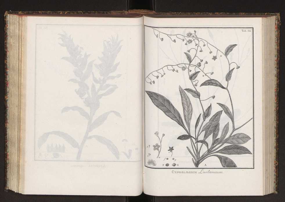 Phytographia lusitaniae selectior, seu novarum rariorum, et aliarum minus cognitarum stirpium, quae in Lusitania sponte' veniunt, ejusdemque floram spectant, descriptiones iconibus illustratae. Vol. 2 157