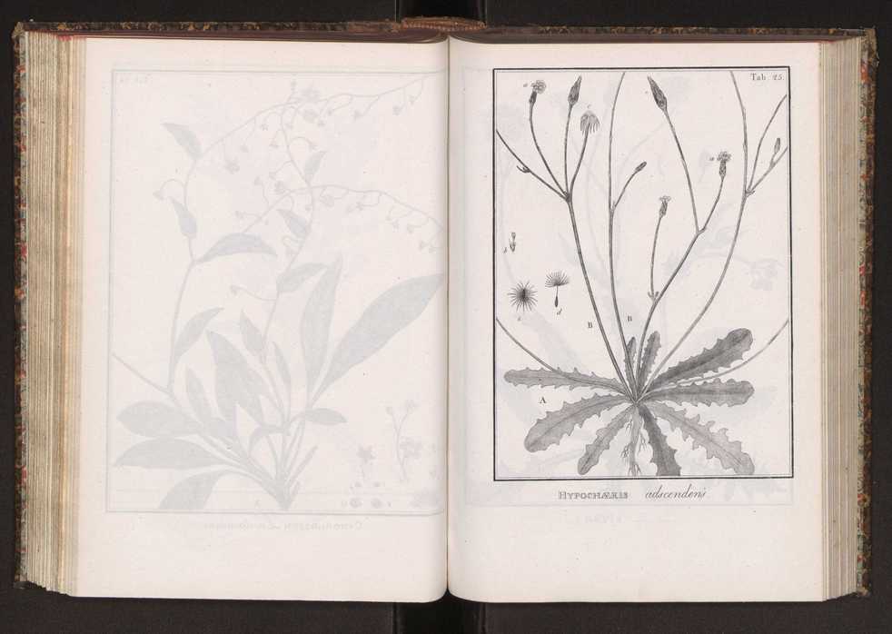 Phytographia lusitaniae selectior, seu novarum rariorum, et aliarum minus cognitarum stirpium, quae in Lusitania sponte' veniunt, ejusdemque floram spectant, descriptiones iconibus illustratae. Vol. 2 158