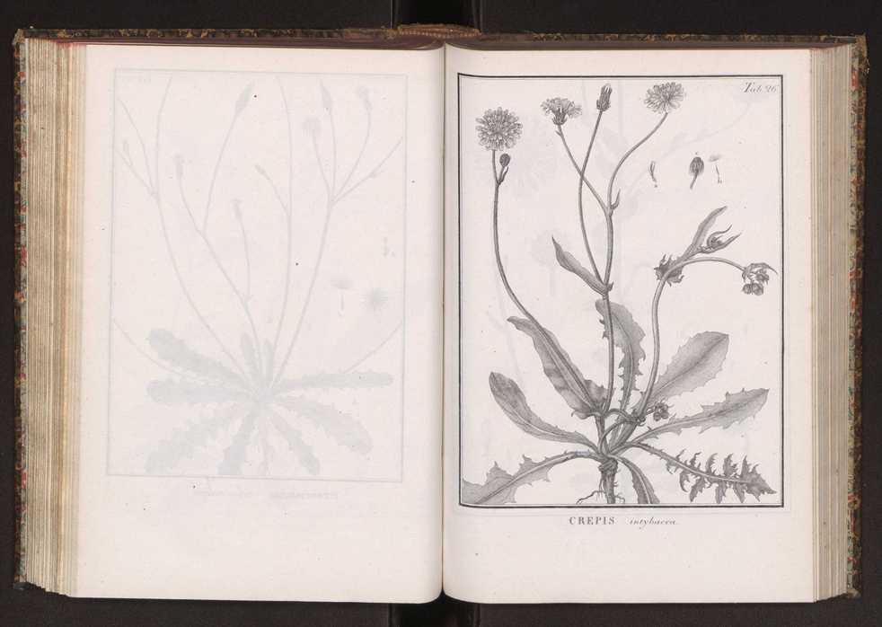 Phytographia lusitaniae selectior, seu novarum rariorum, et aliarum minus cognitarum stirpium, quae in Lusitania sponte' veniunt, ejusdemque floram spectant, descriptiones iconibus illustratae. Vol. 2 159