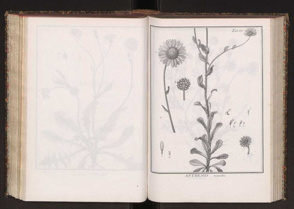 Phytographia lusitaniae selectior, seu novarum rariorum, et aliarum minus cognitarum stirpium, quae in Lusitania sponte' veniunt, ejusdemque floram spectant, descriptiones iconibus illustratae. Vol. 2 160