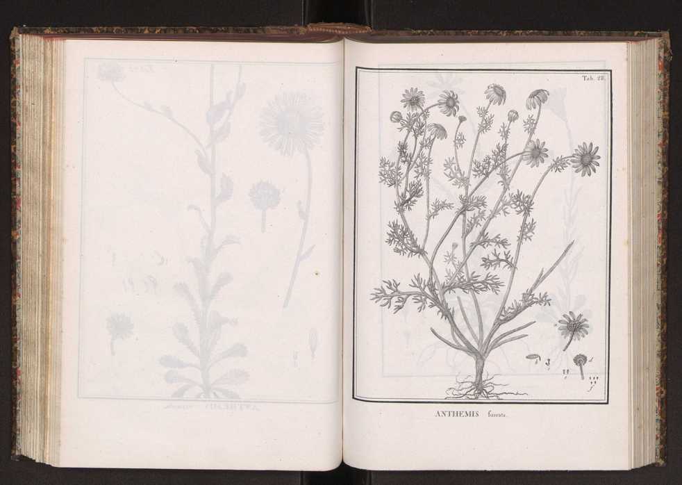 Phytographia lusitaniae selectior, seu novarum rariorum, et aliarum minus cognitarum stirpium, quae in Lusitania sponte' veniunt, ejusdemque floram spectant, descriptiones iconibus illustratae. Vol. 2 161