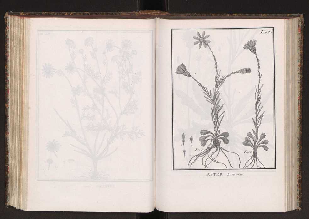 Phytographia lusitaniae selectior, seu novarum rariorum, et aliarum minus cognitarum stirpium, quae in Lusitania sponte' veniunt, ejusdemque floram spectant, descriptiones iconibus illustratae. Vol. 2 162