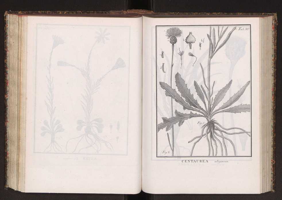 Phytographia lusitaniae selectior, seu novarum rariorum, et aliarum minus cognitarum stirpium, quae in Lusitania sponte' veniunt, ejusdemque floram spectant, descriptiones iconibus illustratae. Vol. 2 163