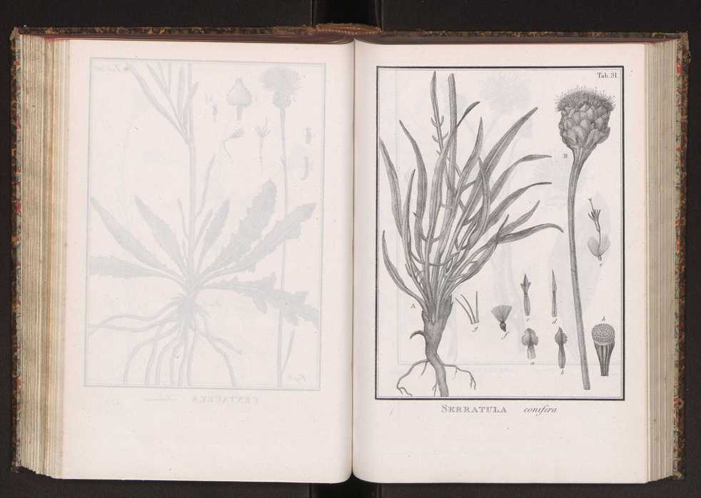 Phytographia lusitaniae selectior, seu novarum rariorum, et aliarum minus cognitarum stirpium, quae in Lusitania sponte' veniunt, ejusdemque floram spectant, descriptiones iconibus illustratae. Vol. 2 164