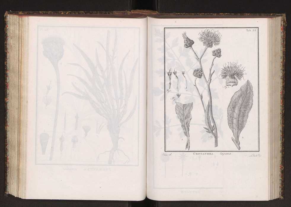 Phytographia lusitaniae selectior, seu novarum rariorum, et aliarum minus cognitarum stirpium, quae in Lusitania sponte' veniunt, ejusdemque floram spectant, descriptiones iconibus illustratae. Vol. 2 165