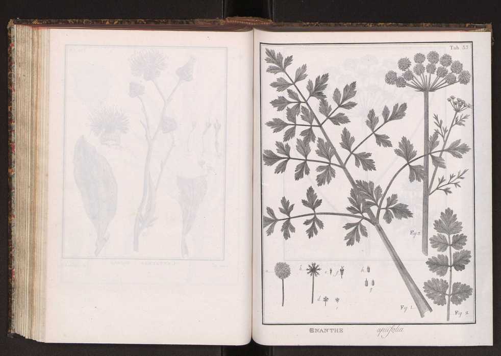 Phytographia lusitaniae selectior, seu novarum rariorum, et aliarum minus cognitarum stirpium, quae in Lusitania sponte' veniunt, ejusdemque floram spectant, descriptiones iconibus illustratae. Vol. 2 166