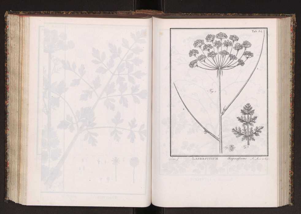Phytographia lusitaniae selectior, seu novarum rariorum, et aliarum minus cognitarum stirpium, quae in Lusitania sponte' veniunt, ejusdemque floram spectant, descriptiones iconibus illustratae. Vol. 2 167