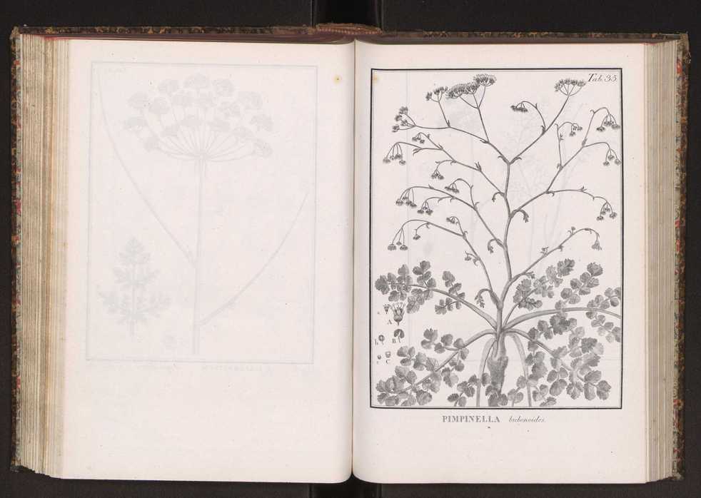 Phytographia lusitaniae selectior, seu novarum rariorum, et aliarum minus cognitarum stirpium, quae in Lusitania sponte' veniunt, ejusdemque floram spectant, descriptiones iconibus illustratae. Vol. 2 168