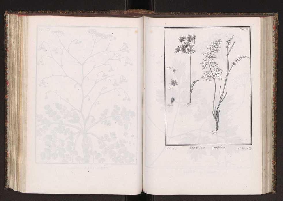 Phytographia lusitaniae selectior, seu novarum rariorum, et aliarum minus cognitarum stirpium, quae in Lusitania sponte' veniunt, ejusdemque floram spectant, descriptiones iconibus illustratae. Vol. 2 169