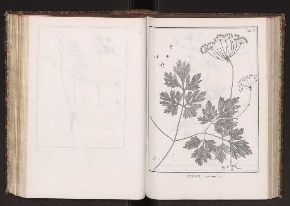 Phytographia lusitaniae selectior, seu novarum rariorum, et aliarum minus cognitarum stirpium, quae in Lusitania sponte' veniunt, ejusdemque floram spectant, descriptiones iconibus illustratae. Vol. 2 170
