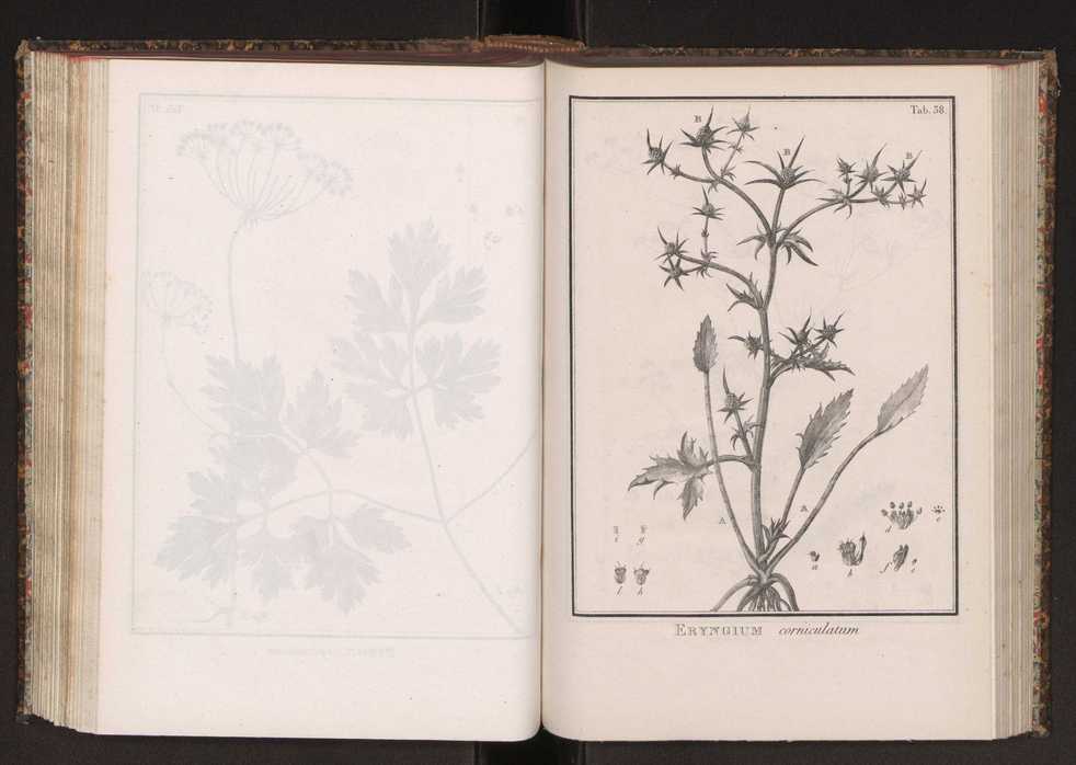Phytographia lusitaniae selectior, seu novarum rariorum, et aliarum minus cognitarum stirpium, quae in Lusitania sponte' veniunt, ejusdemque floram spectant, descriptiones iconibus illustratae. Vol. 2 171