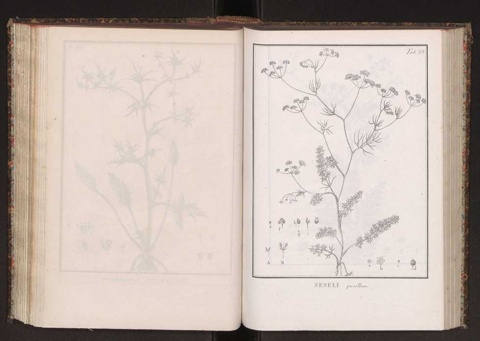 Phytographia lusitaniae selectior, seu novarum rariorum, et aliarum minus cognitarum stirpium, quae in Lusitania sponte' veniunt, ejusdemque floram spectant, descriptiones iconibus illustratae. Vol. 2 172