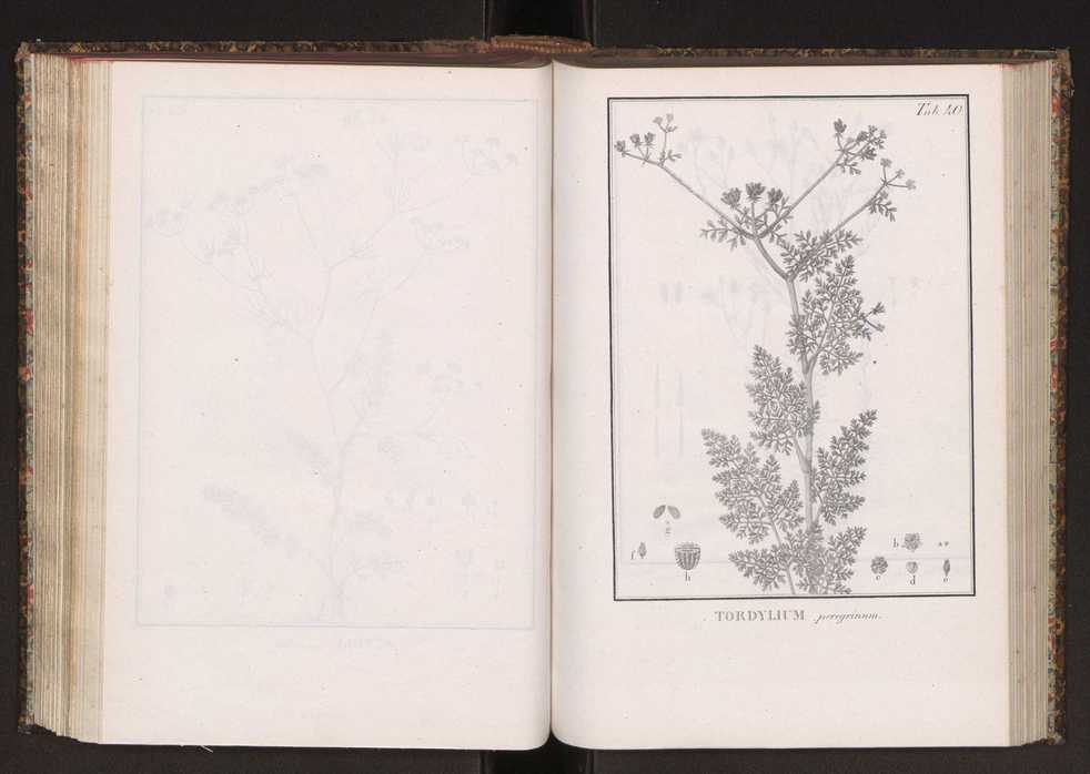 Phytographia lusitaniae selectior, seu novarum rariorum, et aliarum minus cognitarum stirpium, quae in Lusitania sponte' veniunt, ejusdemque floram spectant, descriptiones iconibus illustratae. Vol. 2 173