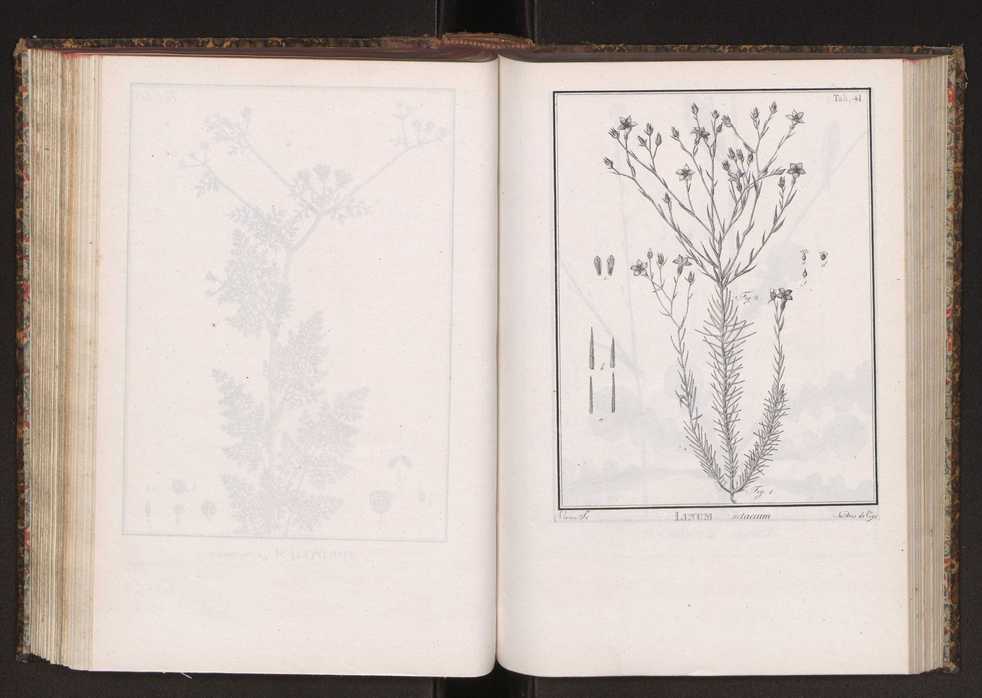 Phytographia lusitaniae selectior, seu novarum rariorum, et aliarum minus cognitarum stirpium, quae in Lusitania sponte' veniunt, ejusdemque floram spectant, descriptiones iconibus illustratae. Vol. 2 174