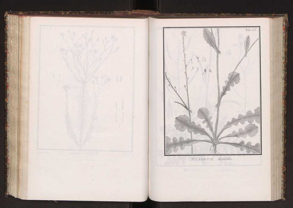 Phytographia lusitaniae selectior, seu novarum rariorum, et aliarum minus cognitarum stirpium, quae in Lusitania sponte' veniunt, ejusdemque floram spectant, descriptiones iconibus illustratae. Vol. 2 175
