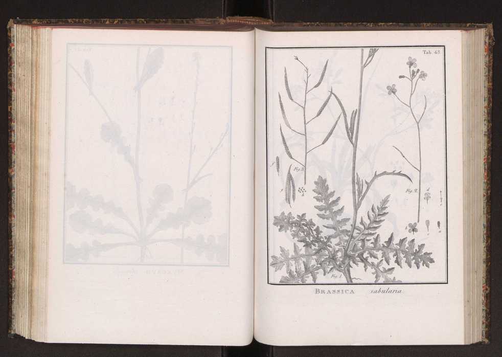 Phytographia lusitaniae selectior, seu novarum rariorum, et aliarum minus cognitarum stirpium, quae in Lusitania sponte' veniunt, ejusdemque floram spectant, descriptiones iconibus illustratae. Vol. 2 176