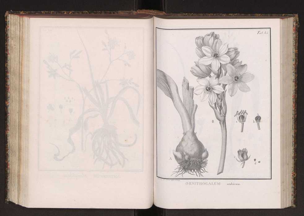 Phytographia lusitaniae selectior, seu novarum rariorum, et aliarum minus cognitarum stirpium, quae in Lusitania sponte' veniunt, ejusdemque floram spectant, descriptiones iconibus illustratae. Vol. 2 178