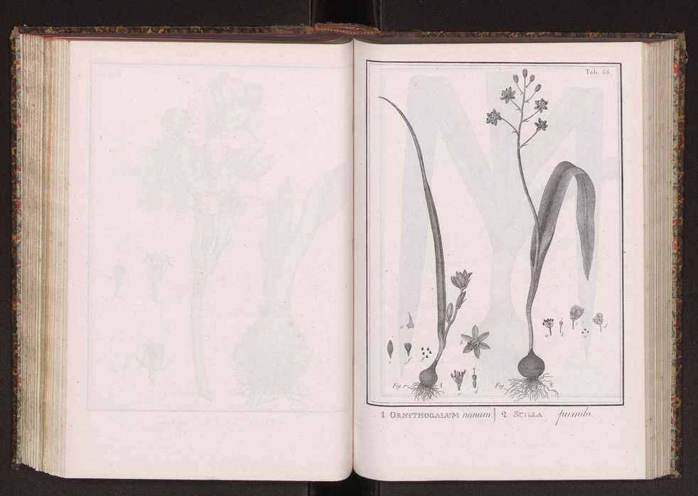 Phytographia lusitaniae selectior, seu novarum rariorum, et aliarum minus cognitarum stirpium, quae in Lusitania sponte' veniunt, ejusdemque floram spectant, descriptiones iconibus illustratae. Vol. 2 179