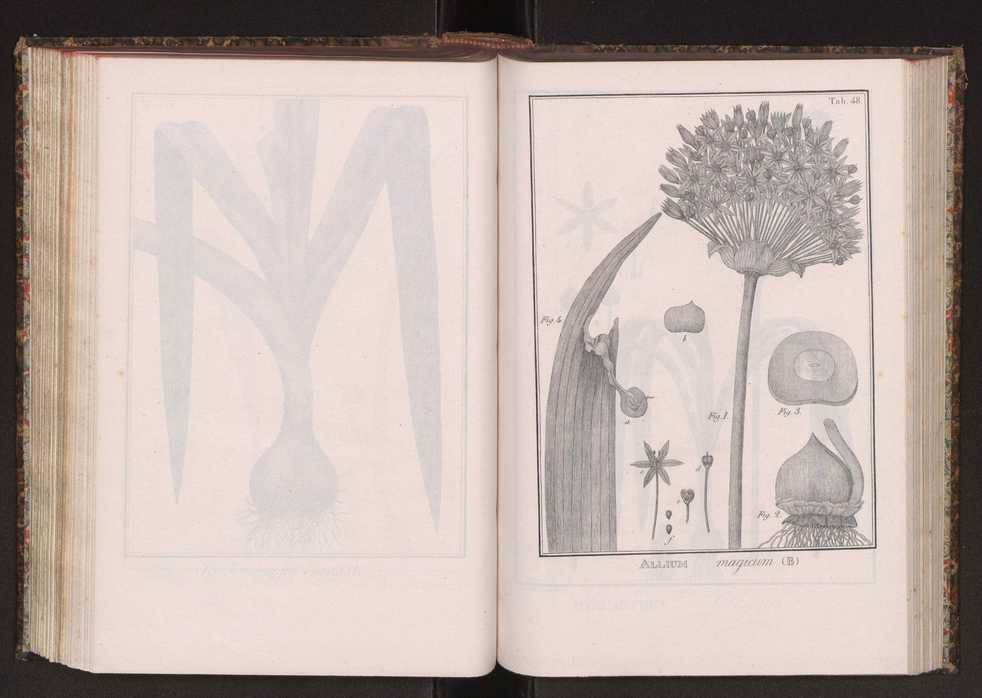 Phytographia lusitaniae selectior, seu novarum rariorum, et aliarum minus cognitarum stirpium, quae in Lusitania sponte' veniunt, ejusdemque floram spectant, descriptiones iconibus illustratae. Vol. 2 181
