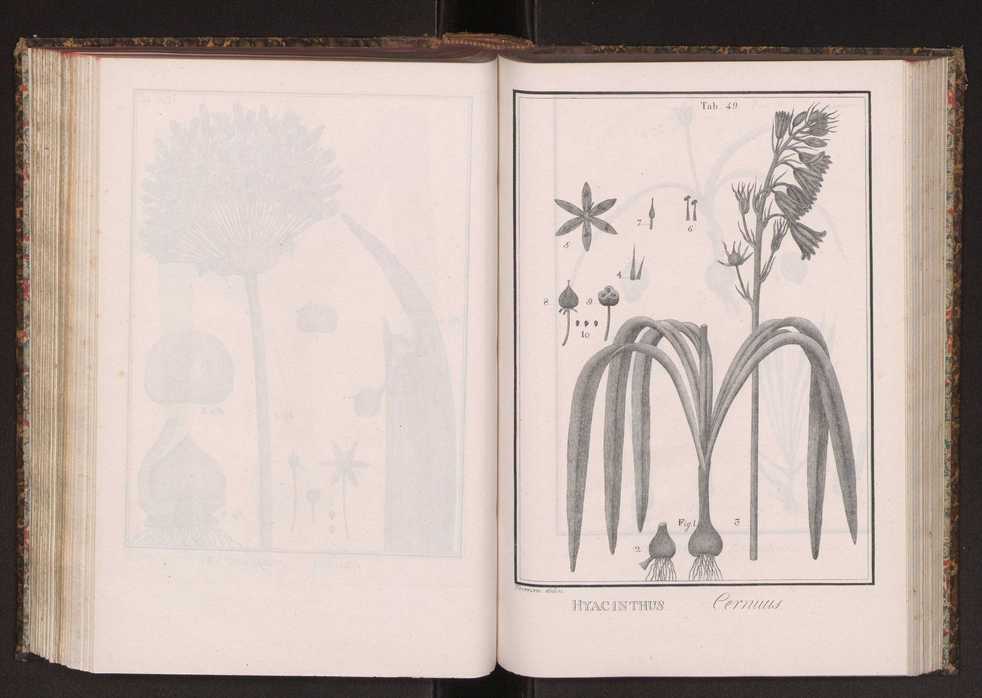 Phytographia lusitaniae selectior, seu novarum rariorum, et aliarum minus cognitarum stirpium, quae in Lusitania sponte' veniunt, ejusdemque floram spectant, descriptiones iconibus illustratae. Vol. 2 182