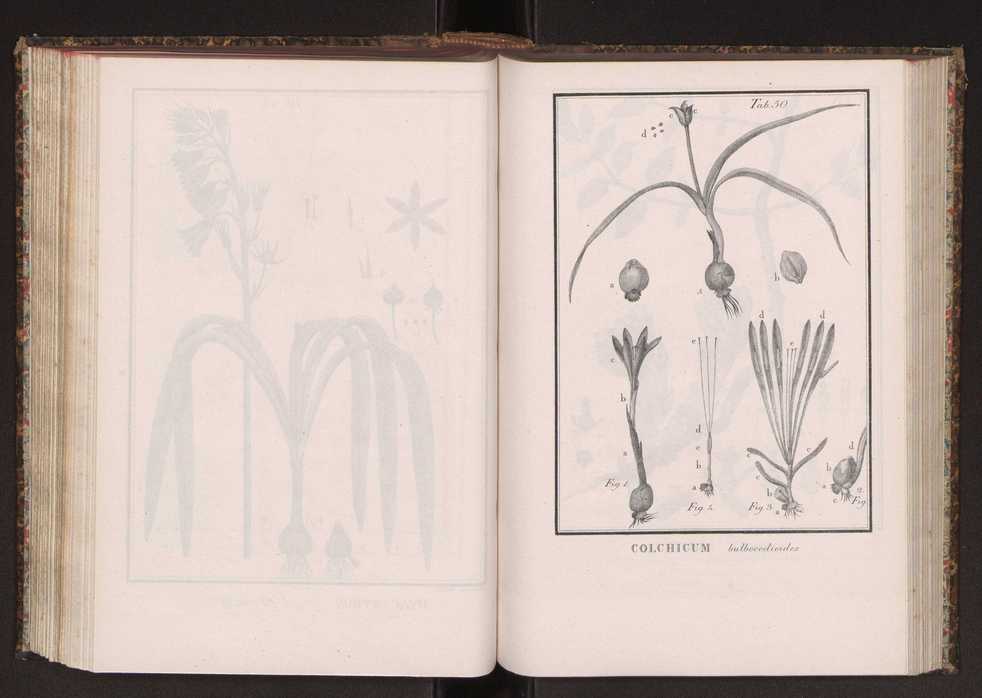 Phytographia lusitaniae selectior, seu novarum rariorum, et aliarum minus cognitarum stirpium, quae in Lusitania sponte' veniunt, ejusdemque floram spectant, descriptiones iconibus illustratae. Vol. 2 183