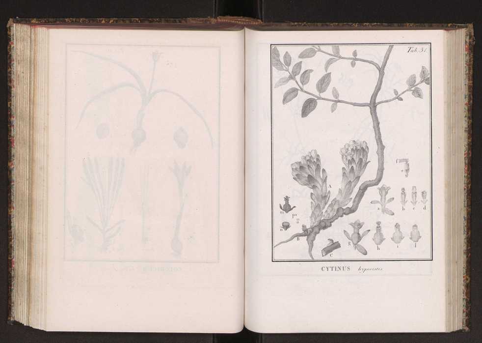 Phytographia lusitaniae selectior, seu novarum rariorum, et aliarum minus cognitarum stirpium, quae in Lusitania sponte' veniunt, ejusdemque floram spectant, descriptiones iconibus illustratae. Vol. 2 184