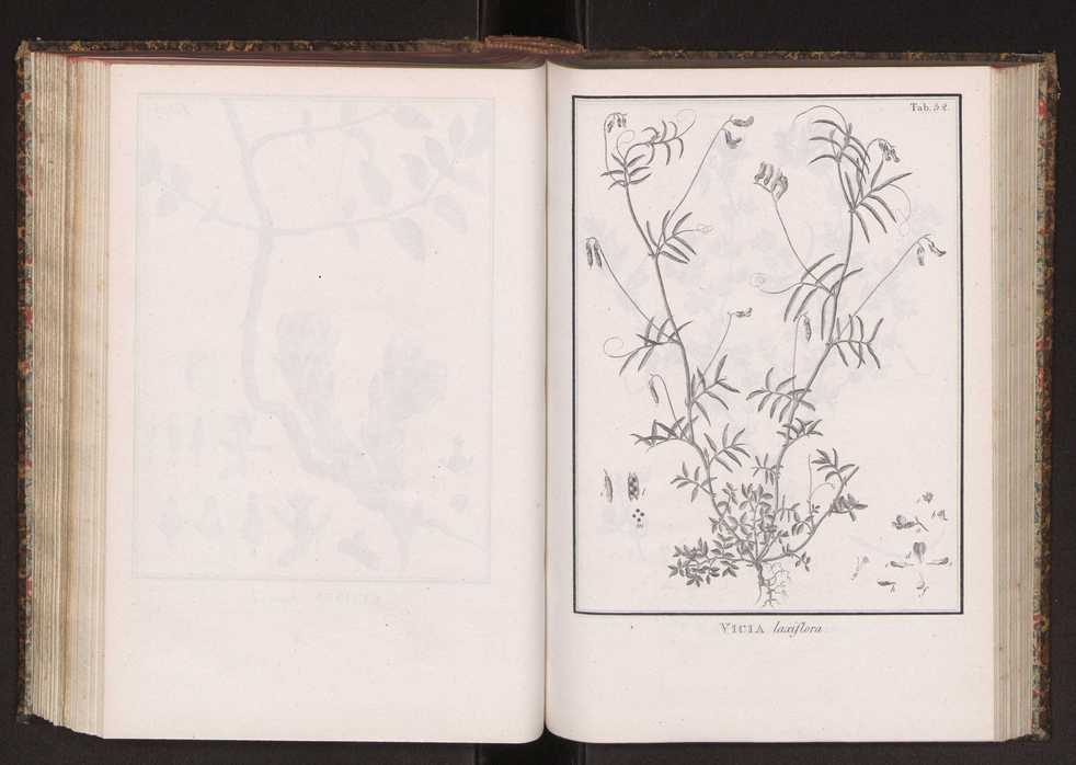 Phytographia lusitaniae selectior, seu novarum rariorum, et aliarum minus cognitarum stirpium, quae in Lusitania sponte' veniunt, ejusdemque floram spectant, descriptiones iconibus illustratae. Vol. 2 185