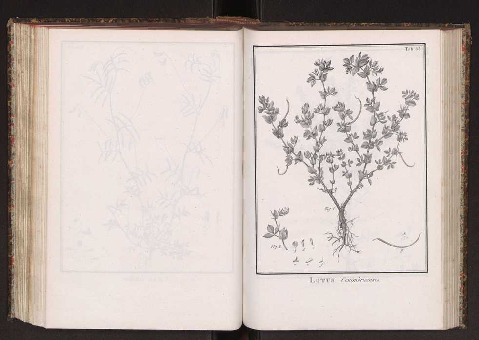 Phytographia lusitaniae selectior, seu novarum rariorum, et aliarum minus cognitarum stirpium, quae in Lusitania sponte' veniunt, ejusdemque floram spectant, descriptiones iconibus illustratae. Vol. 2 186