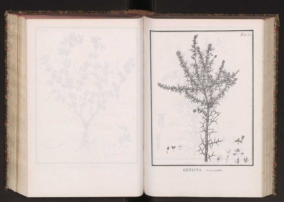 Phytographia lusitaniae selectior, seu novarum rariorum, et aliarum minus cognitarum stirpium, quae in Lusitania sponte' veniunt, ejusdemque floram spectant, descriptiones iconibus illustratae. Vol. 2 187