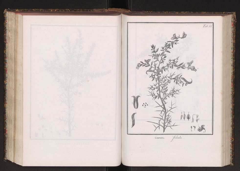 Phytographia lusitaniae selectior, seu novarum rariorum, et aliarum minus cognitarum stirpium, quae in Lusitania sponte' veniunt, ejusdemque floram spectant, descriptiones iconibus illustratae. Vol. 2 188