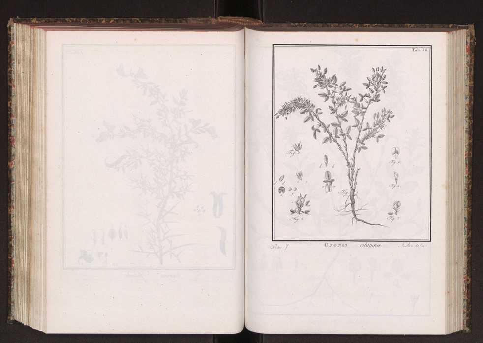Phytographia lusitaniae selectior, seu novarum rariorum, et aliarum minus cognitarum stirpium, quae in Lusitania sponte' veniunt, ejusdemque floram spectant, descriptiones iconibus illustratae. Vol. 2 189
