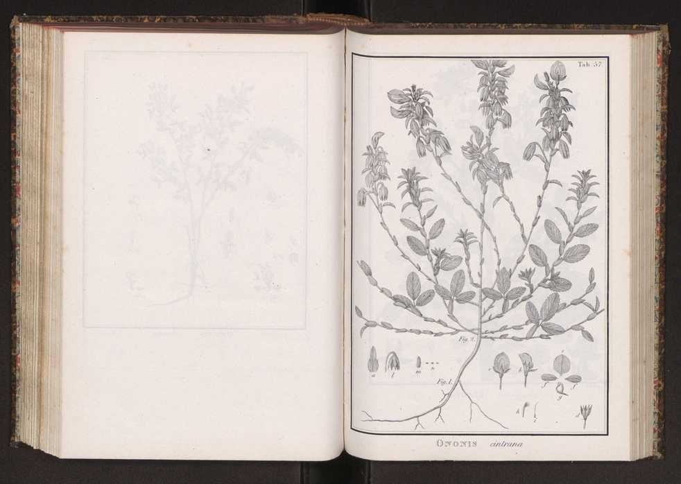 Phytographia lusitaniae selectior, seu novarum rariorum, et aliarum minus cognitarum stirpium, quae in Lusitania sponte' veniunt, ejusdemque floram spectant, descriptiones iconibus illustratae. Vol. 2 190