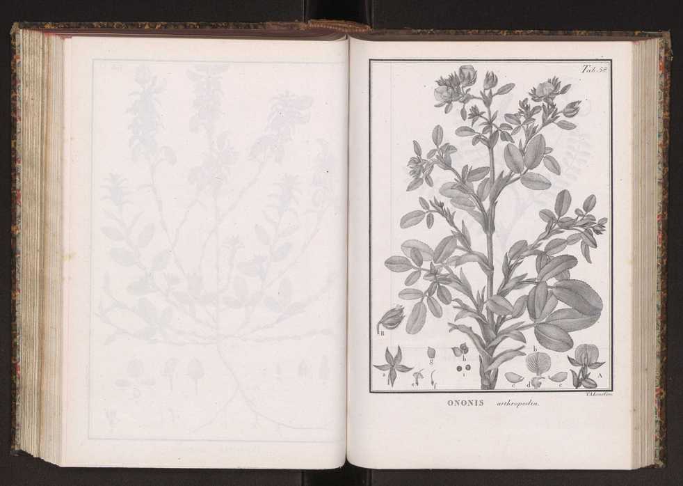 Phytographia lusitaniae selectior, seu novarum rariorum, et aliarum minus cognitarum stirpium, quae in Lusitania sponte' veniunt, ejusdemque floram spectant, descriptiones iconibus illustratae. Vol. 2 191