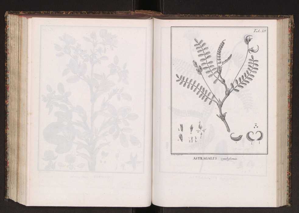 Phytographia lusitaniae selectior, seu novarum rariorum, et aliarum minus cognitarum stirpium, quae in Lusitania sponte' veniunt, ejusdemque floram spectant, descriptiones iconibus illustratae. Vol. 2 192